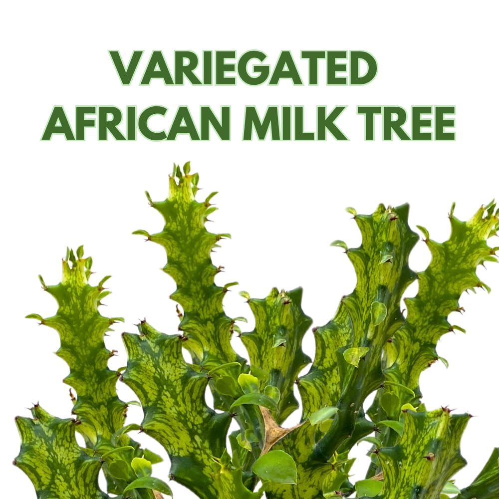 BubbleBlooms Variegated African Milk Tree in a 4 inch Pot Tricolor Green and White Euphorbia Trigona