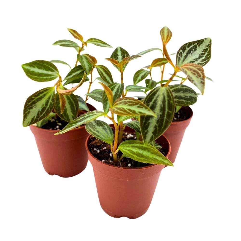 Peperomia Trinervis, 2 inch Set of 3, Variegated Bicolor Red Leaf Pep Silver Ecuador