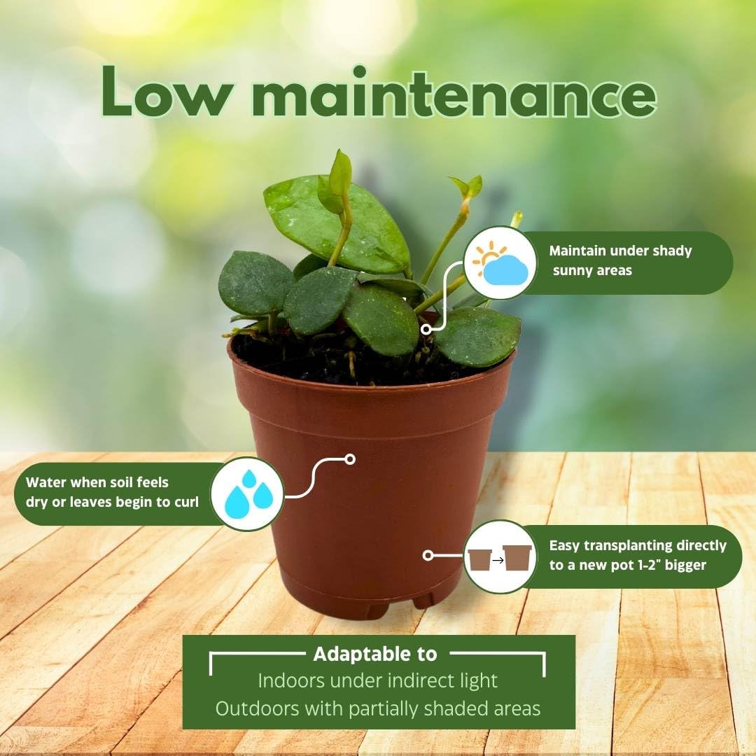 BubbleBlooms Hoya Lacunosa Fraser Hills in a 2 inch Pot