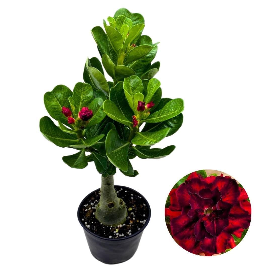 BubbleBlooms Desert Rose Queen of Spades 5 inch Pot Red and Black Variegated Exotic Rare Flower