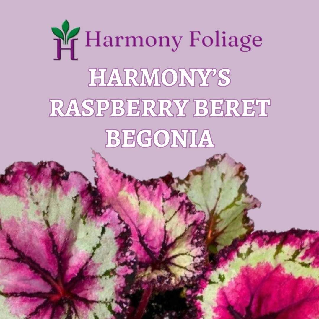 Harmony's Raspberry Beret 4 inch Begonia Rex Pink Center Pink Band and Tail