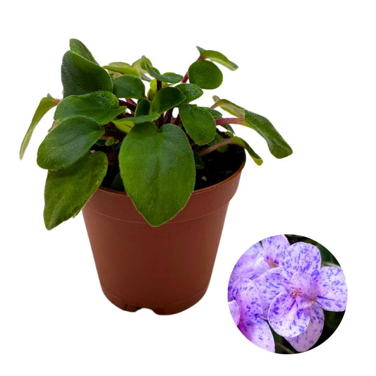 Harmony Foliage Mini African Violet Fun Trail 2 inch Purple Flower