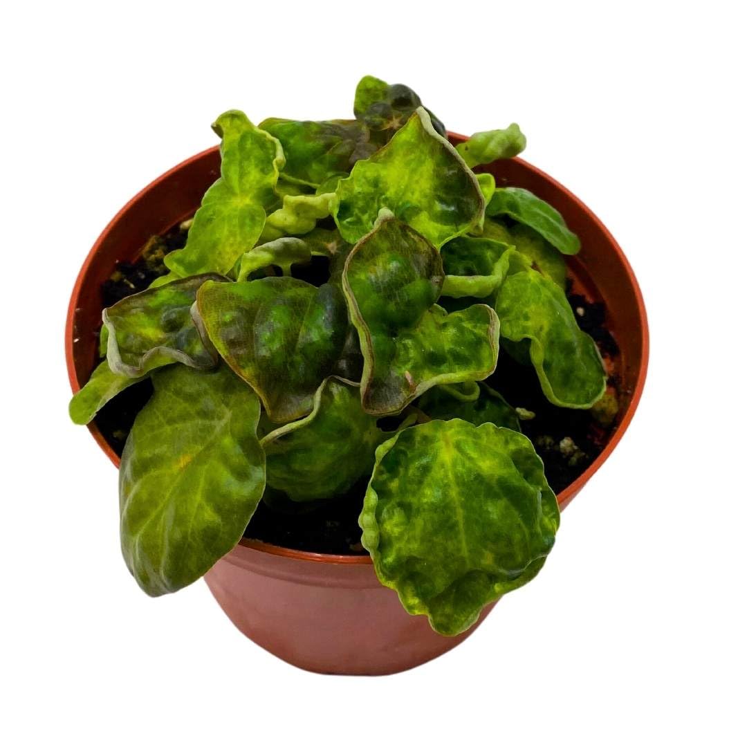 Harmony Foliage Peperomia Harmony's Midnight Wave 4 inch