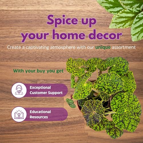 Harmony Foliage Begonia Lynda Evans 6 inch Rhizomatous