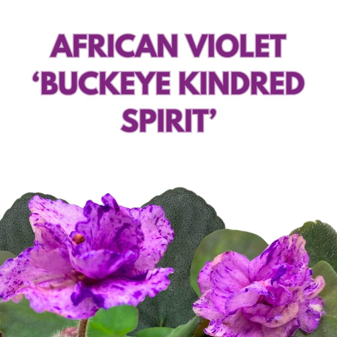 Harmony Foliage African Violet Buckeye Kindred Spirit in a 4 inch Pot Pink with Purple Flecks