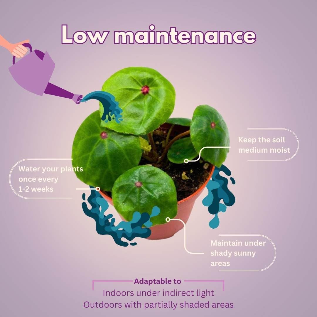 BubbleBlooms Harmony's Seashell Begonia Conchifolia, Begonia Rex, 4 inch Green with red dot 4 inch