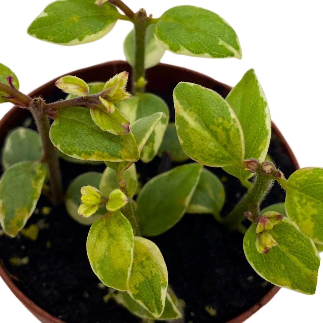 Harmony Foliage Columnea Broget Stavanger in a 2 inch Pot