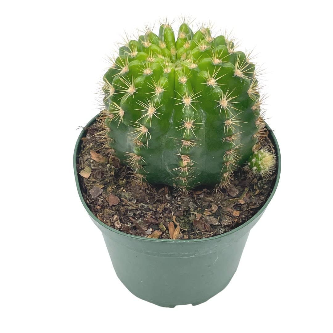 Lemon Barrel Cactus, 4 inch, Echinopsis Calochlora