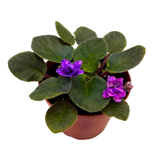 Harmony Foliage African Violet Cajun's Blueberry Hill 4 inch Gesneriad