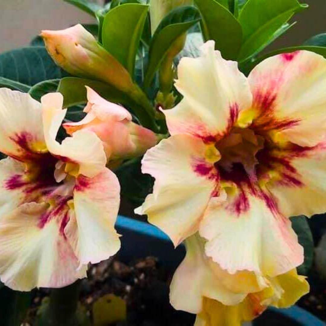 BubbleBlooms Desert Rose Malan 5 inch Pot White Red and Black Variegated Exotic Rare Flower