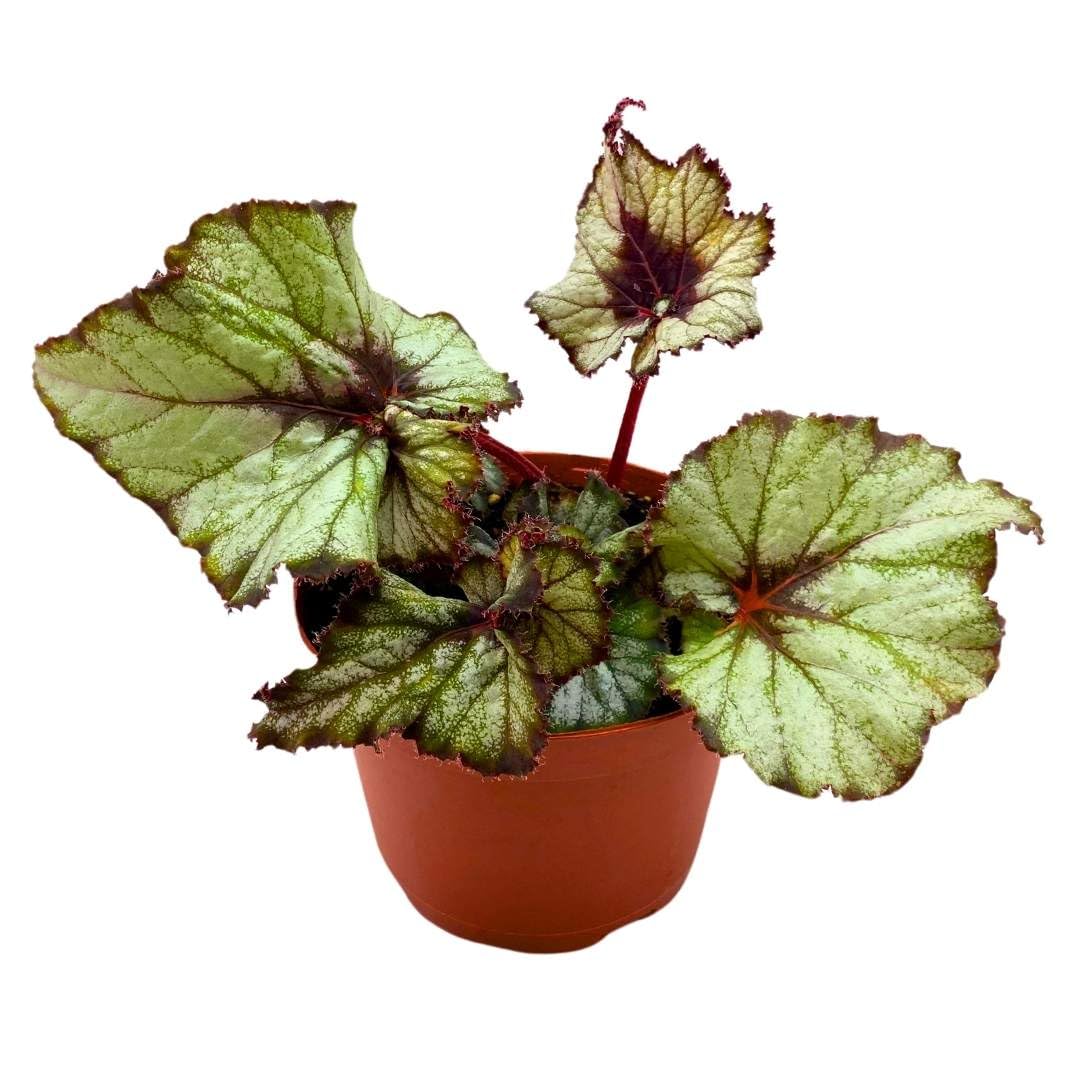 Harmony Foliage Begonia Rex Harmony's Star Light 6 inch Gray Spiral