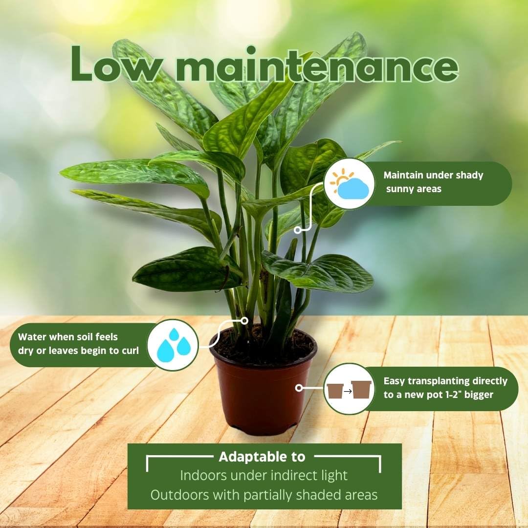 best soil for monstera peru BubbleBlooms Monstera Peru in a 4 inch Pot Monstera Karstenianum – Florida House Plants