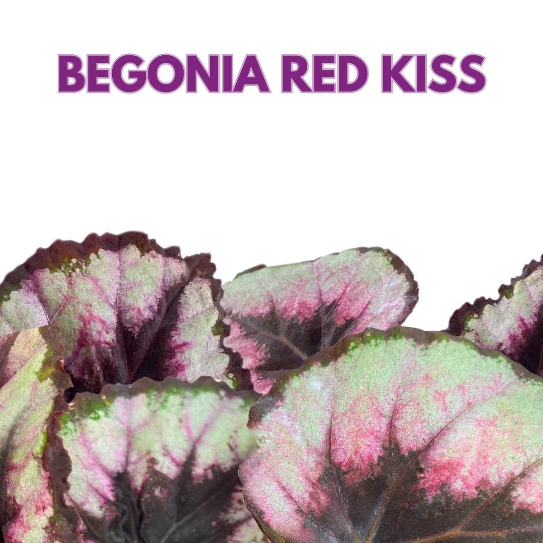 Harmony Foliage Begonia Rex Red Kiss 4 inch