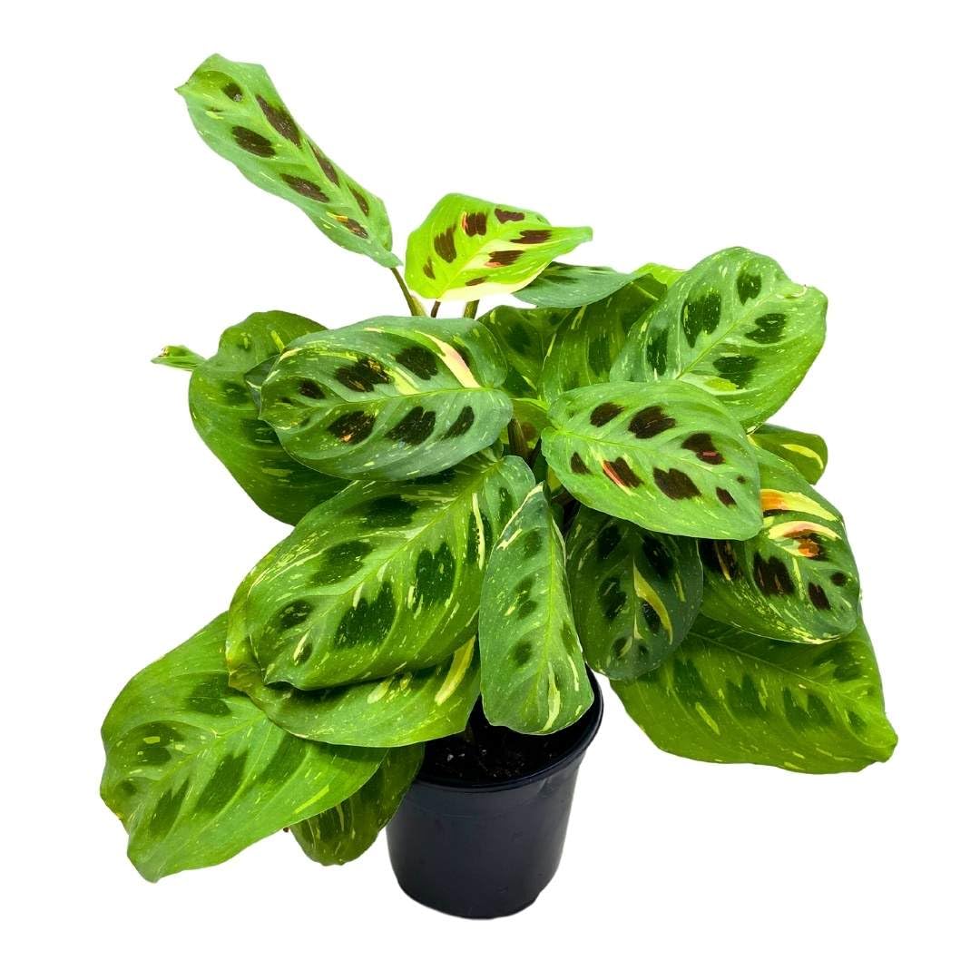 BubbleBlooms Maranta Green, 4 inch Rabbit Tracks, Kerchoveana Leuconeura Green Prayer Plant