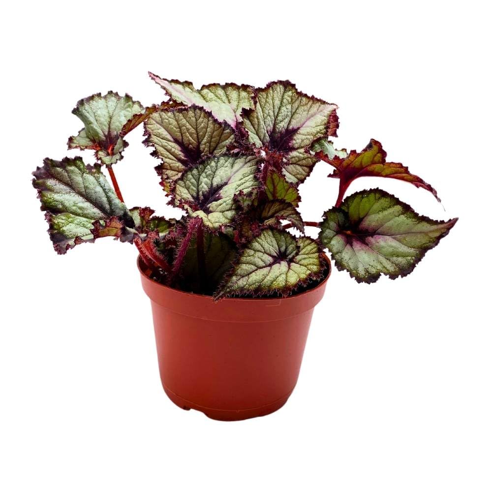 Harmony's Starlite Begonia Rex 6 inch Starlight