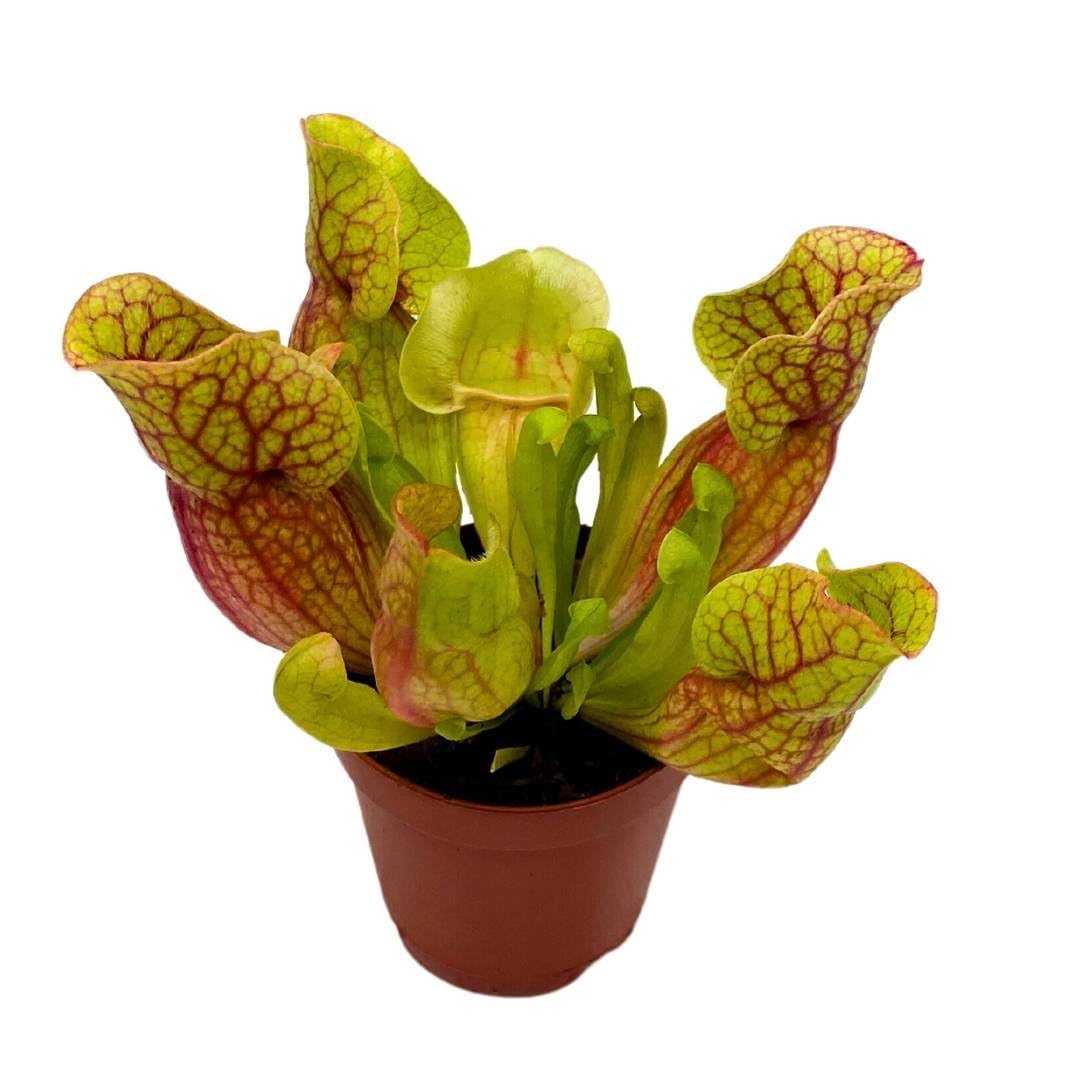 BubbleBlooms Carnivorous Plant Jumpo Red Parrot Pitcher Sarracenia 2 inch