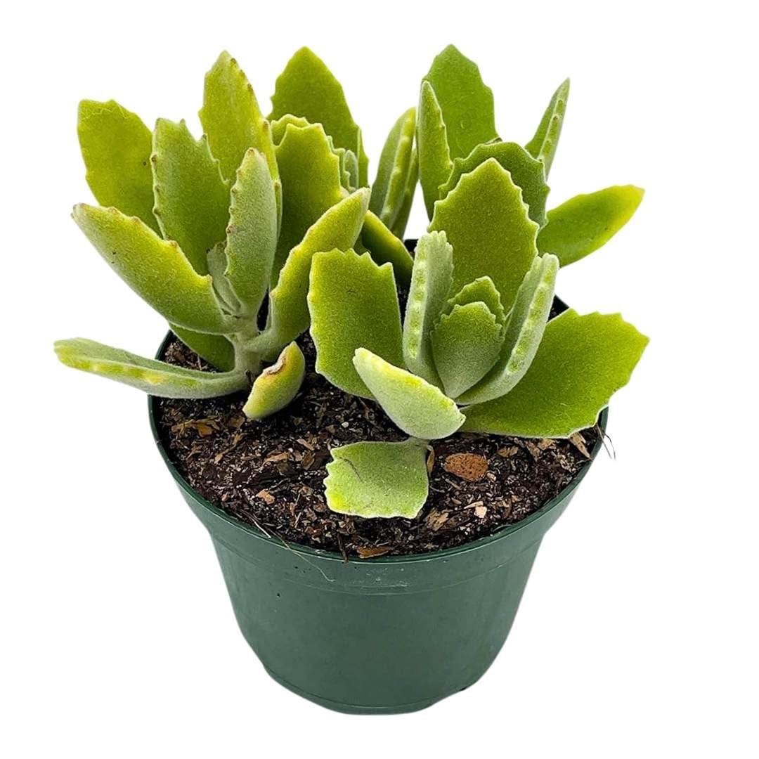 BubbleBlooms Kalanchoe millotii in a 4 inch Pot Millot Kalanchoe, Green Fuzzy Furry Leaves Succulent