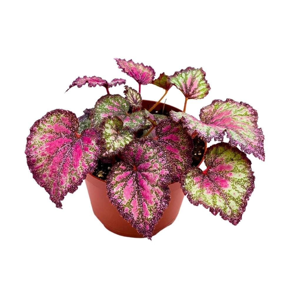 Harmony's Stained Glass 6 inch Begonia Rex Multicolored Splash