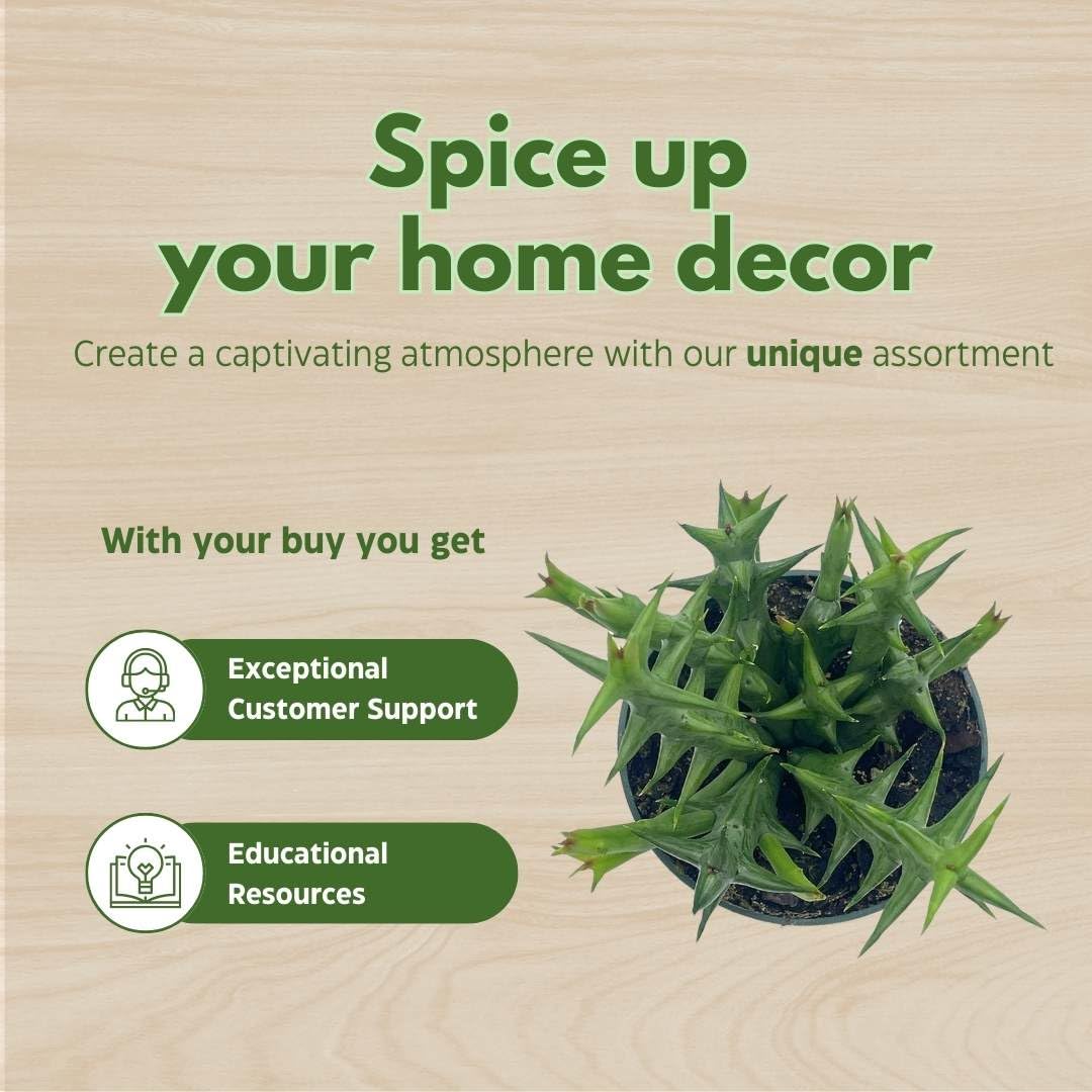 BubbleBlooms Orbea Stapelia Schweinfurthii, 4 inch Rare Orange Flowering Huernia