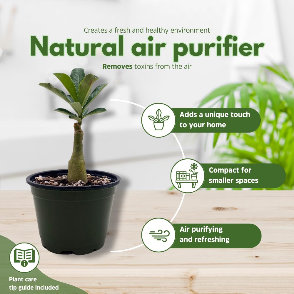 BubbleBlooms Desert Rose Julius Caesar in a 4 inch Pot Extremely Rare Flower