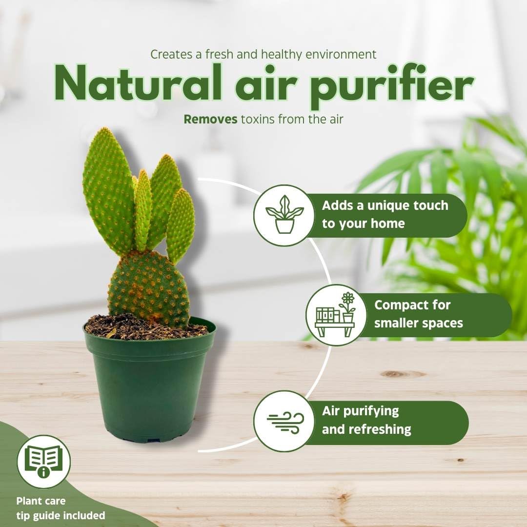 BubbleBlooms Bunny-Ears Prickly-pear Copper Red, 3 inch Pot Opuntia microdasys