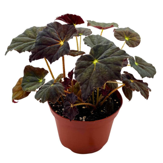 Harmony Foliage Begonia Joe Hayden Rhizomatous 6 inch