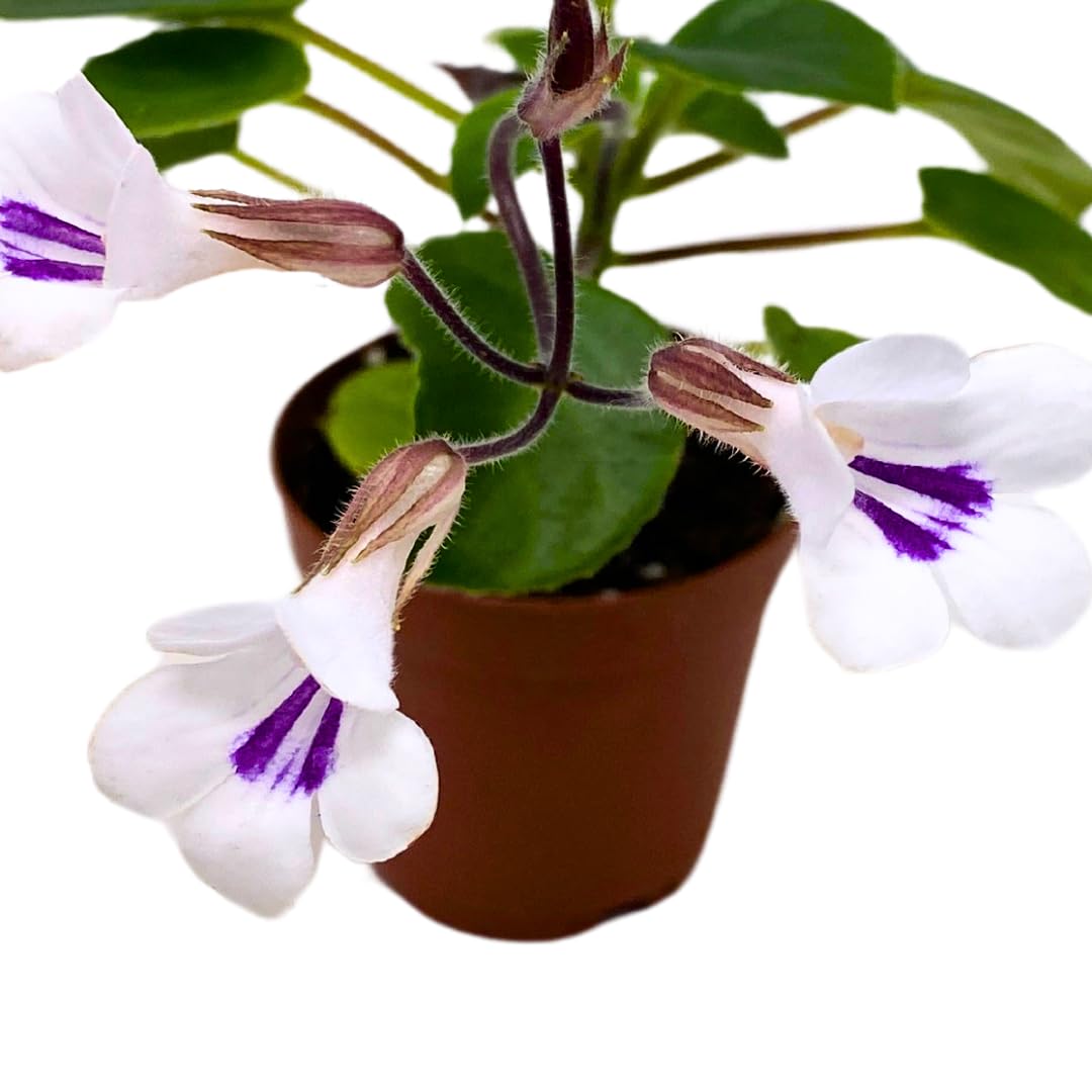 Harmony Foliage Primulina Tamiana Mini 2 inch White Purple Flower