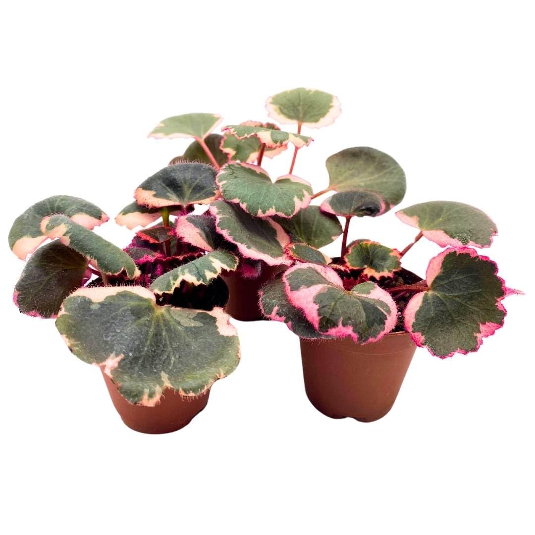 Variegated Strawberry Begonia 2 inch Set of 3 Saxifraga stolonifera