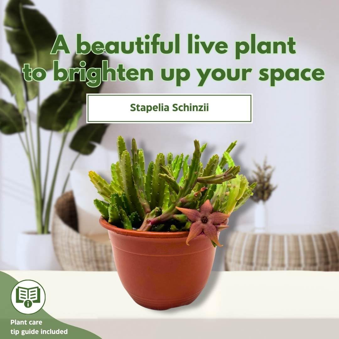 BubbleBlooms Schinzii Stapelia Huernia Starflower Starfish Plant in a 6 inch Pot