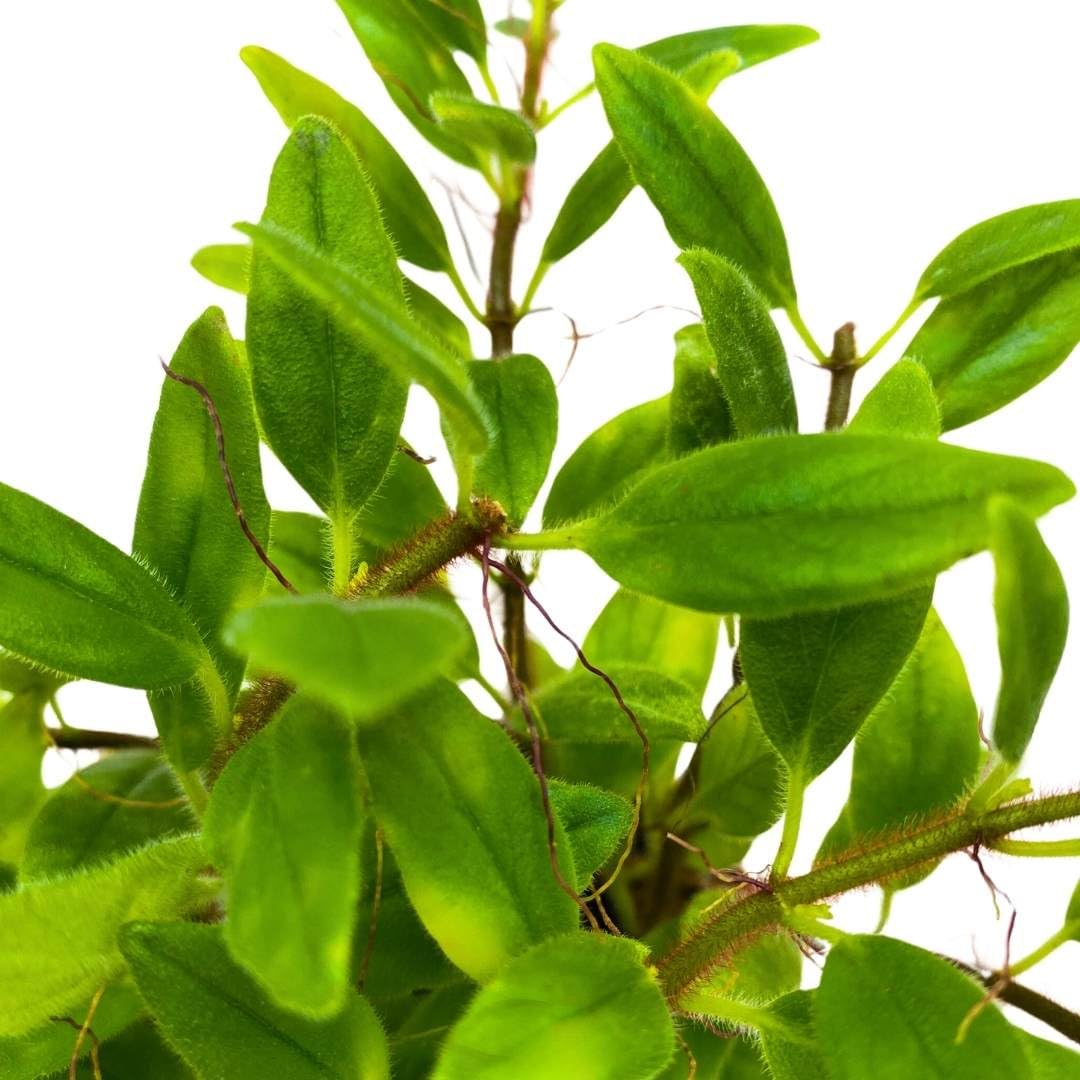 Harmony Foliage Columnea Microcalyx Green Prince in a 4 inch Pot