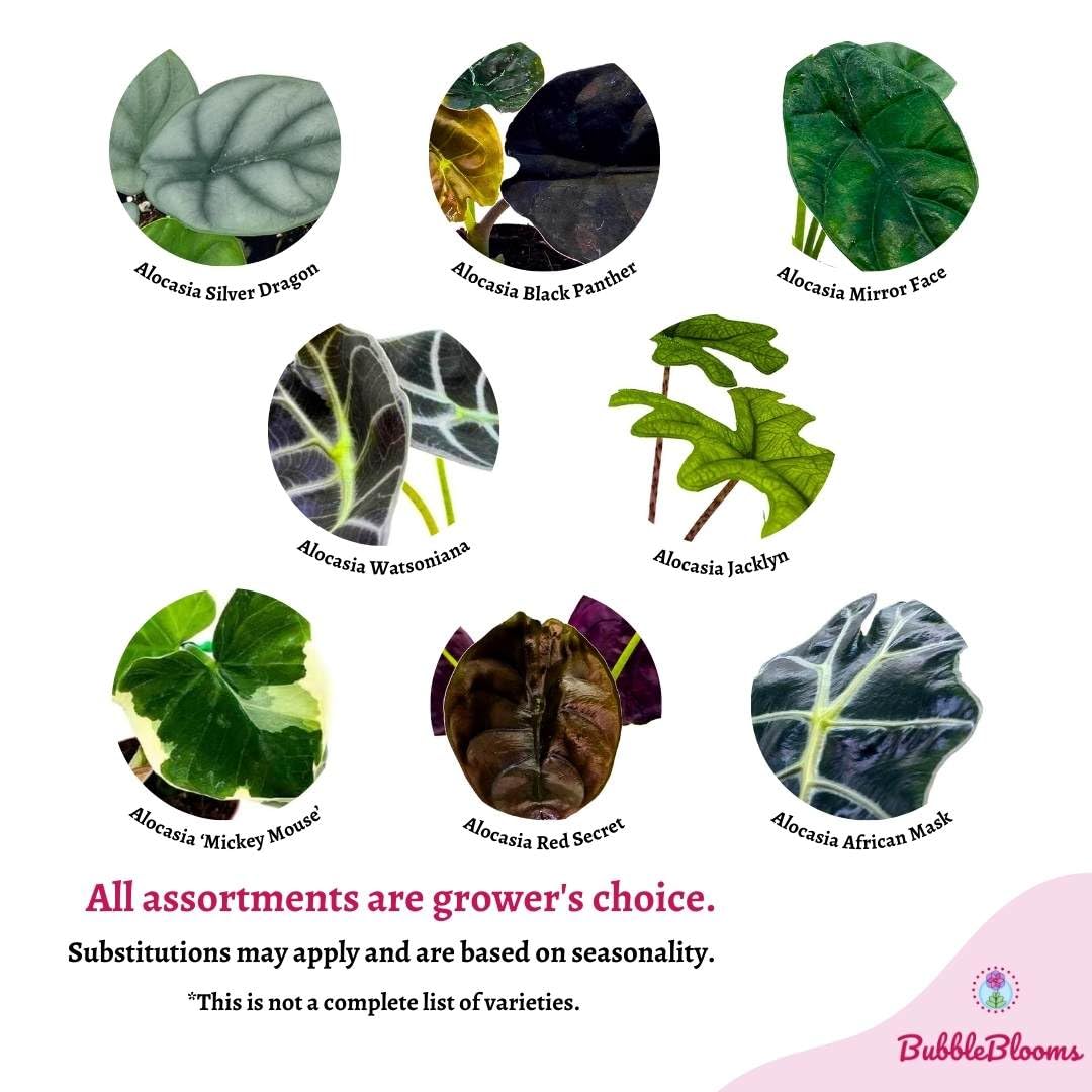 BubbleBlooms Rare Alocasia Assortment, 2 inch Set of 4, Jewel, Jacklyn, Cuprea Pixie Plants