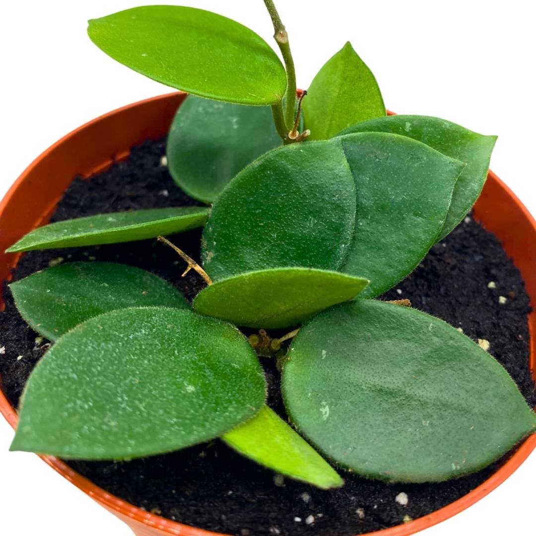 BubbleBlooms Hoya Chouke in a 4 inch Pot