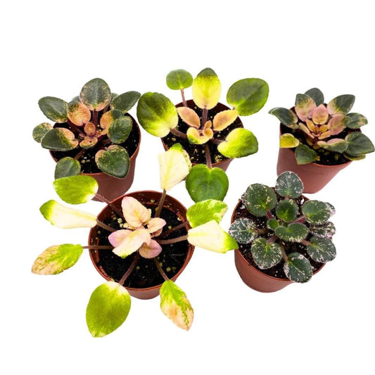 Harmony's Variegated African Violet Assortment, 2 inch Set of 5, Rare Mini Saintpaulia Violets Gesneriads