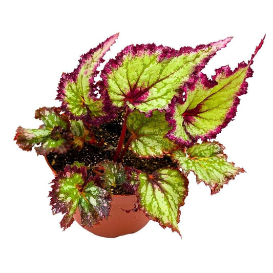 Harmony's Elvira Begonia Rex 6 inch Pink Green Long Jagged Tail Fiery