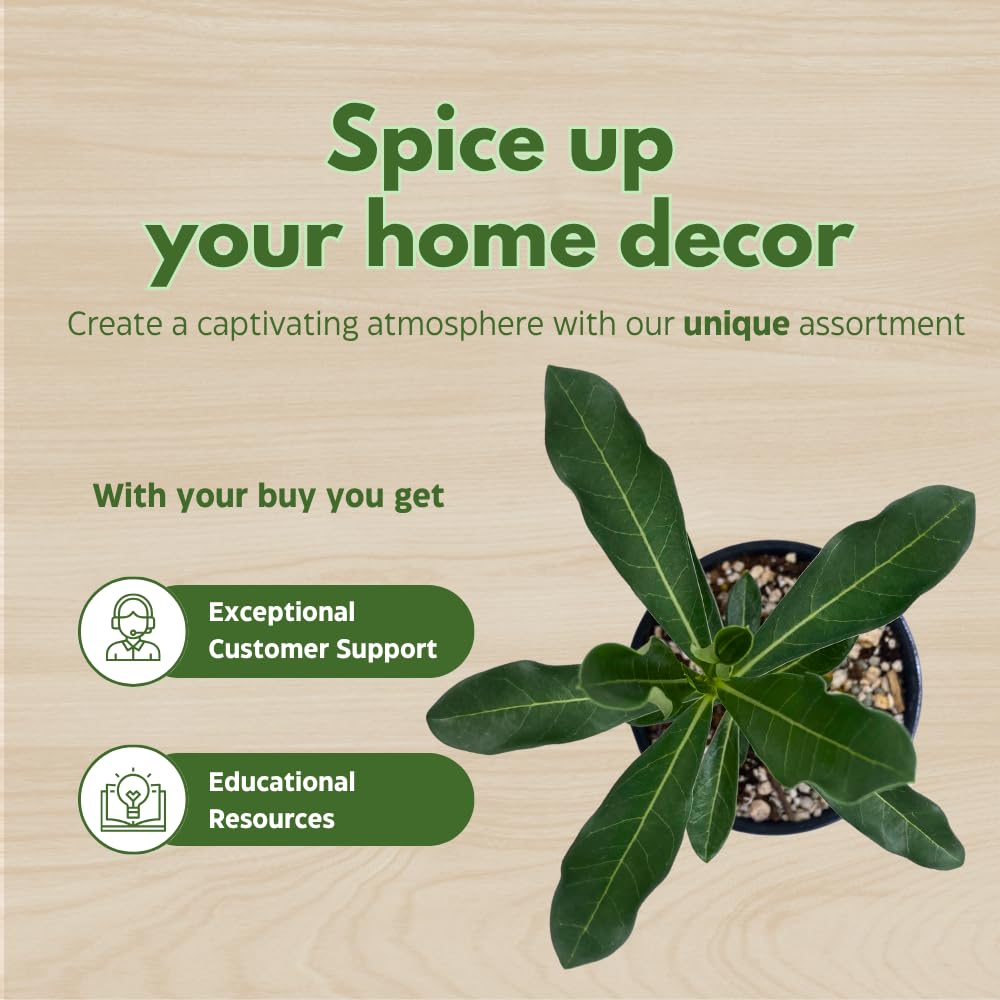 BubbleBlooms Desert Rose Golden Cicada in a 4 inch Pot Extremely Rare Flower