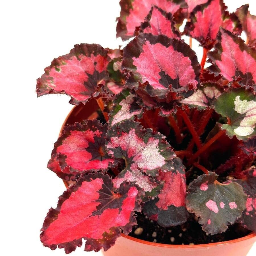 Harmony's Red Robin Begonia, in a 6 inch Pot, Begonia rex