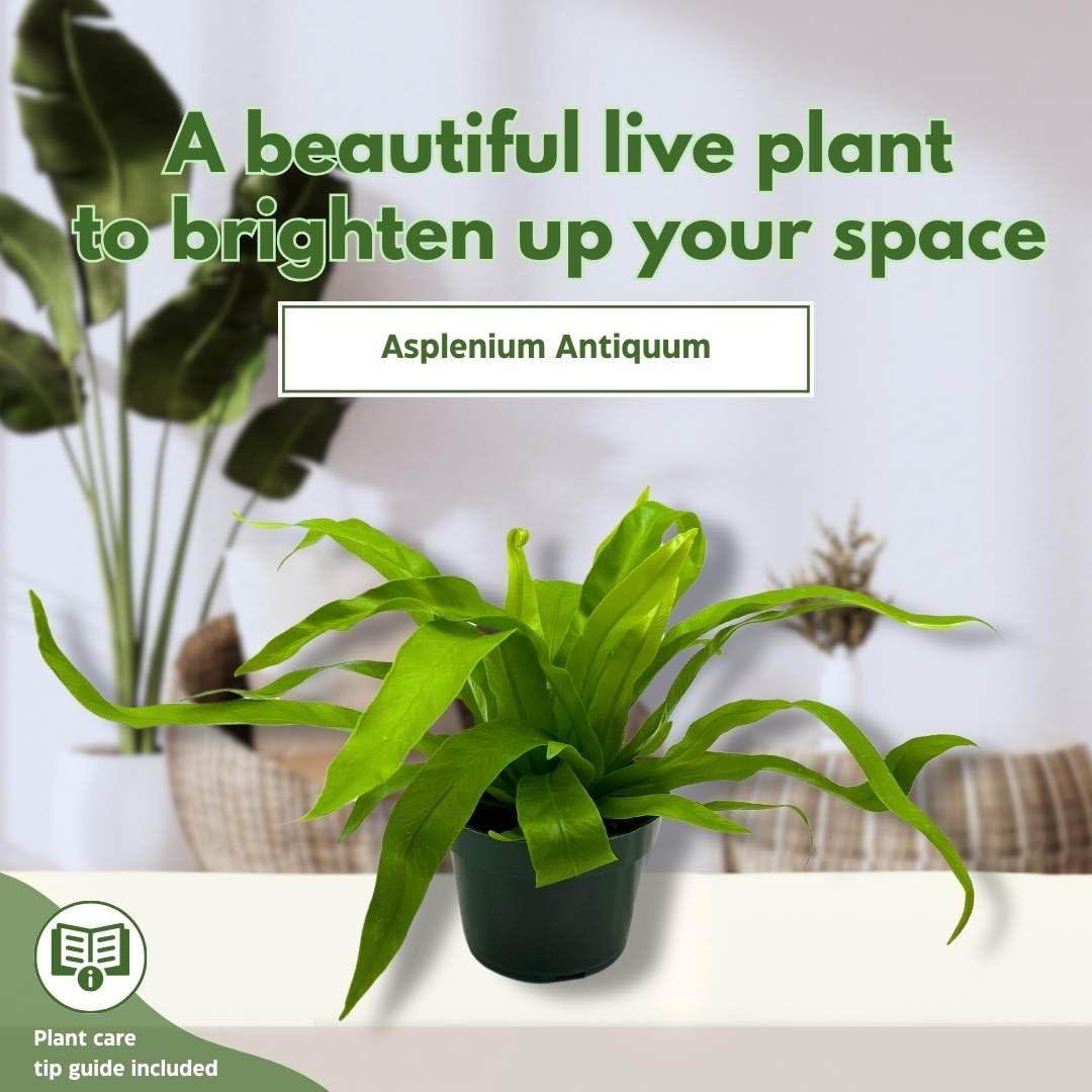 BubbleBlooms Bird Nest Fern, Nidus, 4 inch Asplenium Nidus, Bird's Nest