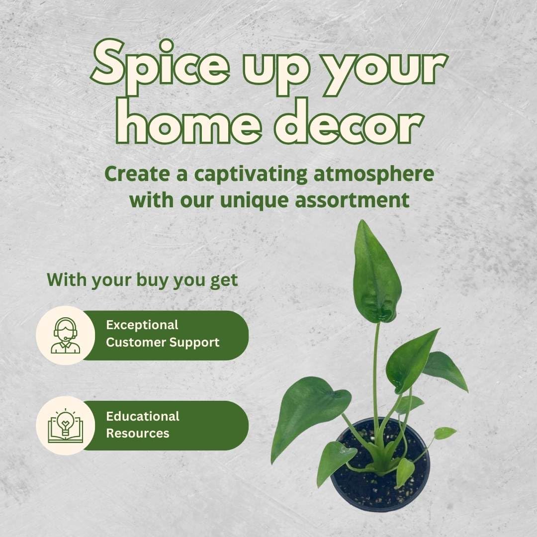 Alocasia Tiny Dancer in 2 inch Pot