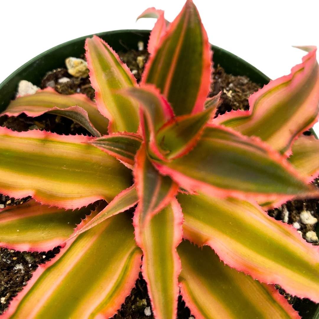 BubbleBlooms Pink and Green Crpyanthus Earth Star in a 4 inch Pot