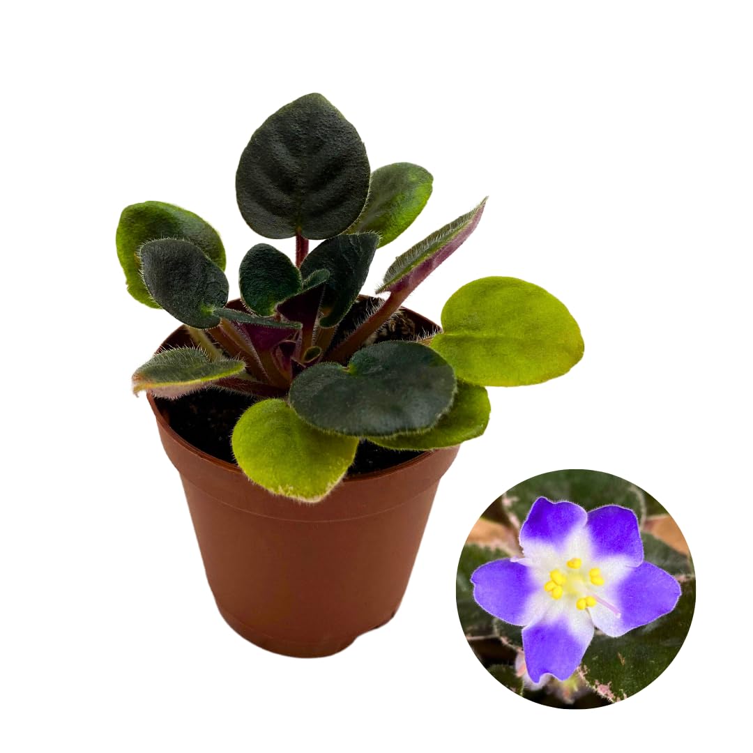 Harmony Foliage Mini African Violet Shirl's Hawaiian Lai, 2 inch Purple Flower