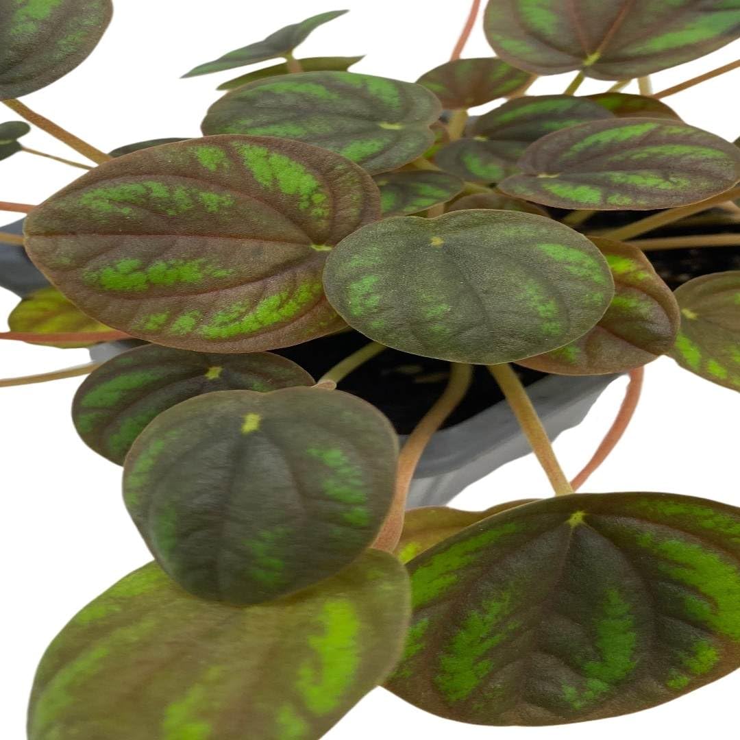 Harmony Foliage Peperomia Peppermill Ripple in a 3 inch Pot