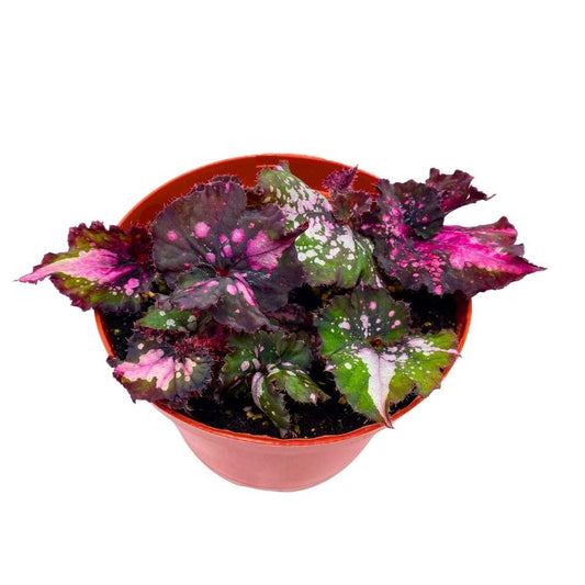 Harmony's Fatal Attraction Begonia Rex 6 inch Dark Pink