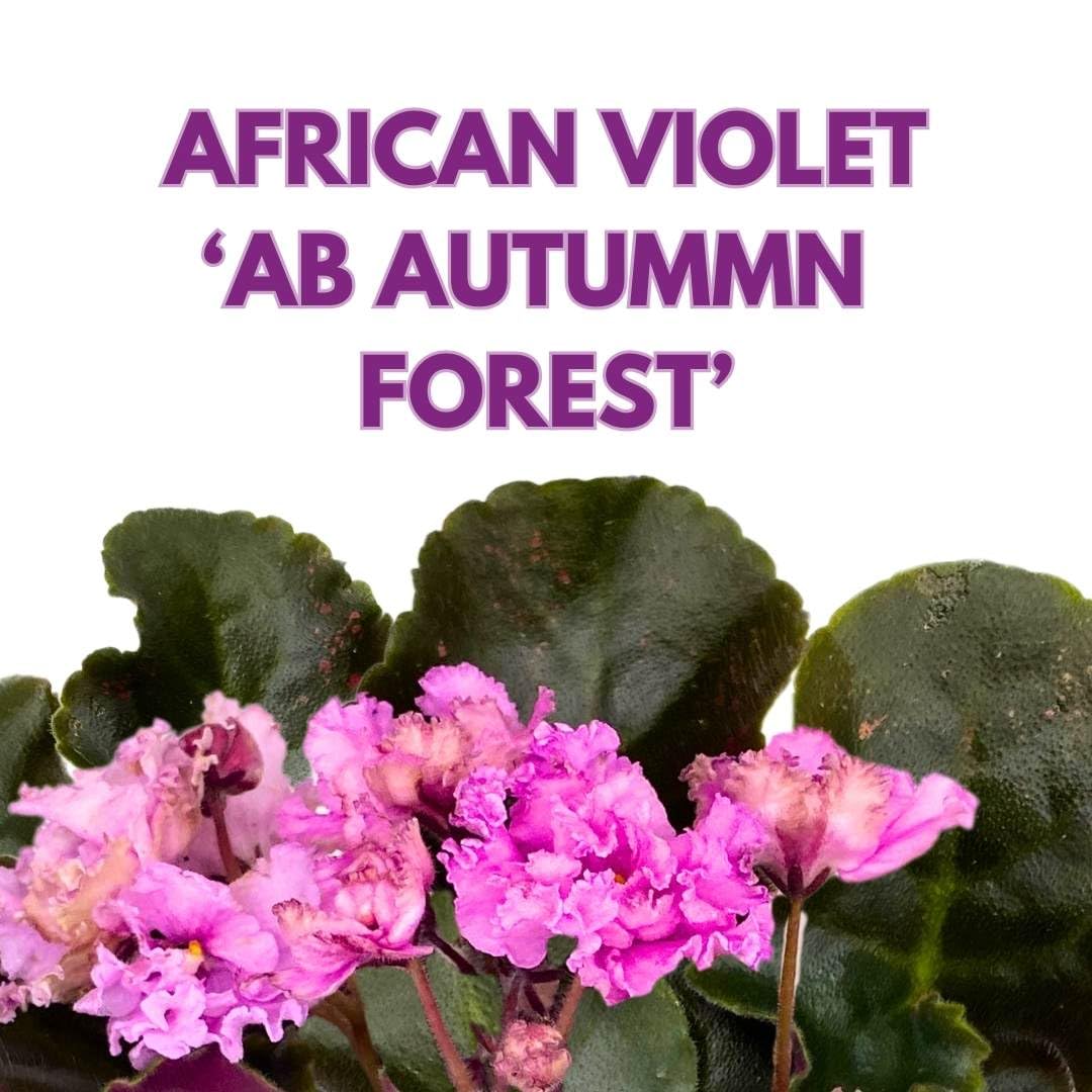 Harmony Foliage African Violet AB Autumn Forest 4 inch