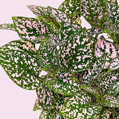BubbleBlooms Pink Hypoestes Phyllostachya in a 4 inch Pot Polka Dot Flamingo Plant