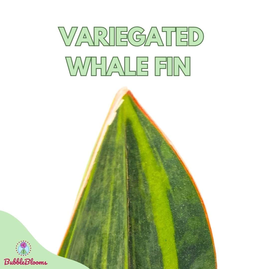 BubbleBlooms Variegated Whale Fin Snake Plant in a 6 inch Pot Sansevieria Masoniana Yellow Variegation, Whale Tail