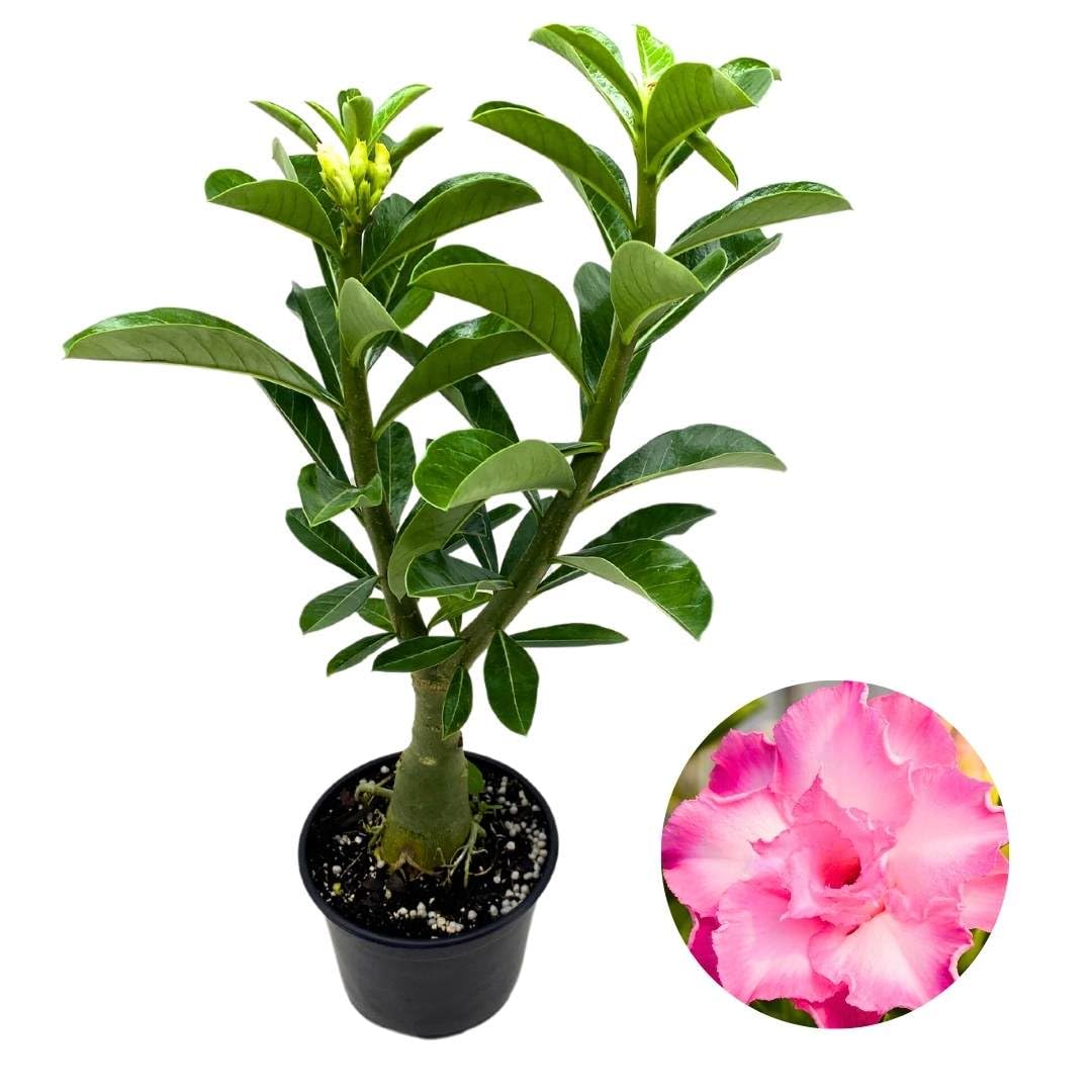 BubbleBlooms Desert Rose Charlize 5 inch Pot Rare Pink Variegated Flower