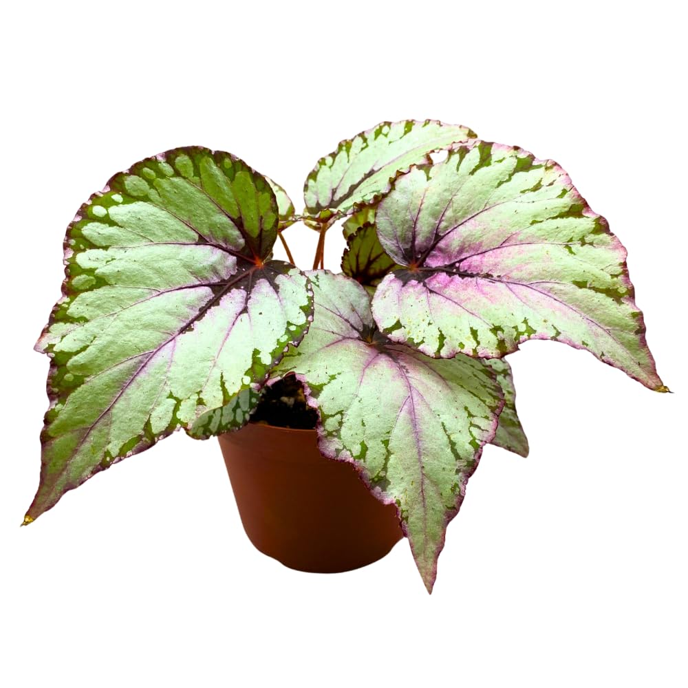 Harmony Foliage Salsa Begonia Rex 6 inch Pink Green White