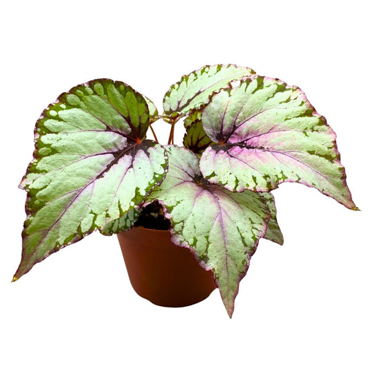 Harmony Foliage Salsa Begonia Rex 6 inch Pink Green White