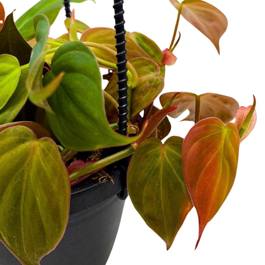 BubbleBlooms Philodendron Micans Hanging Basket