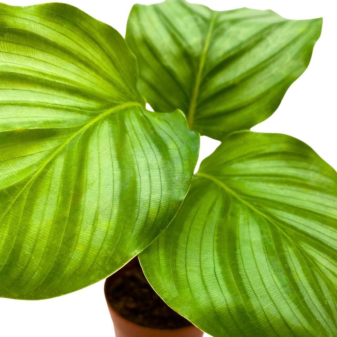 BubbleBlooms Calathea Orbifolia in a 2 inch Pot